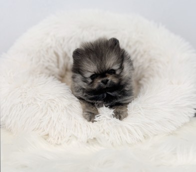 포메라니안 분양합니다