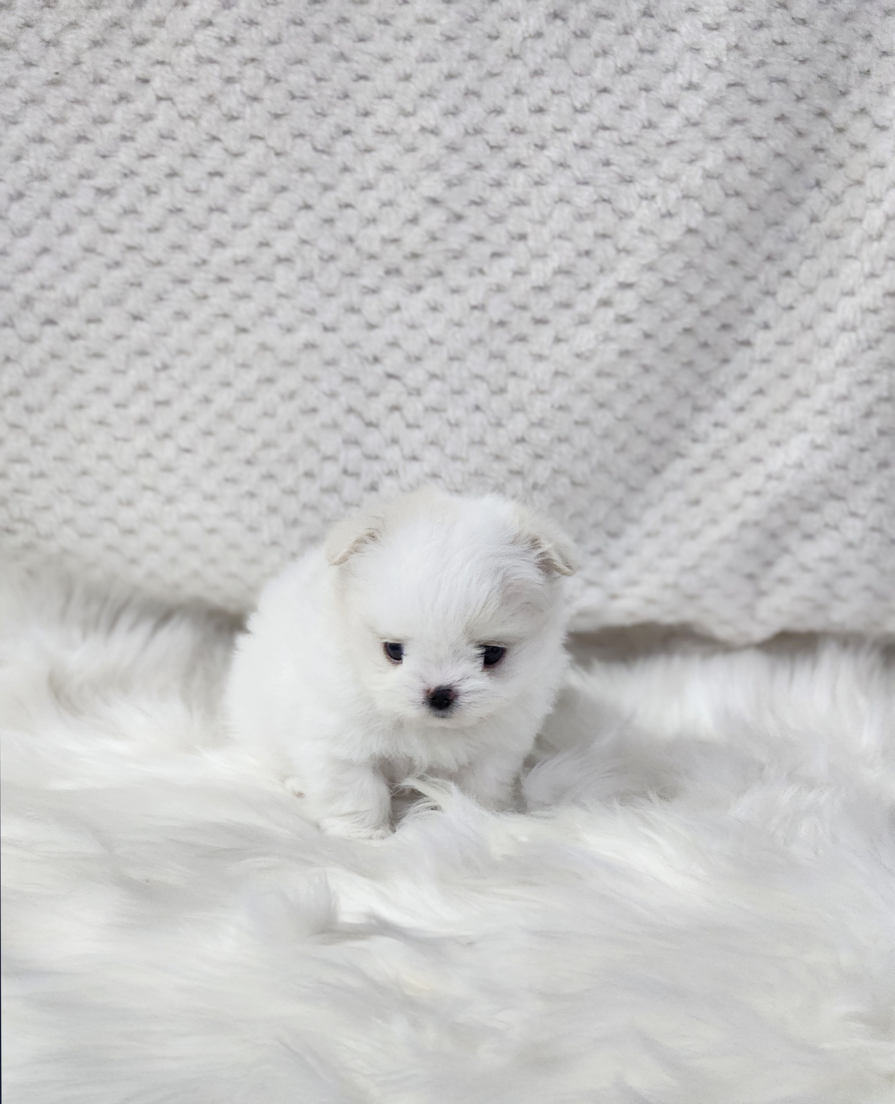 말티폼 분양합니다!