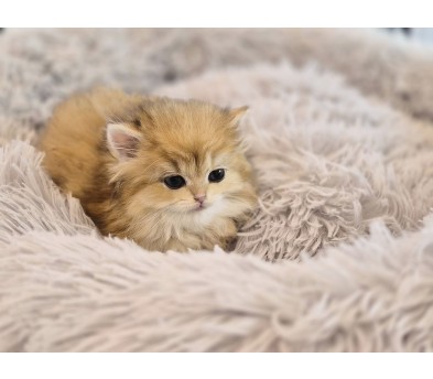 브리티시롱헤어 분양합니다!