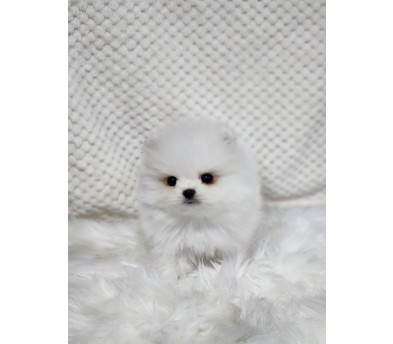 포메라니안 분양합니다!